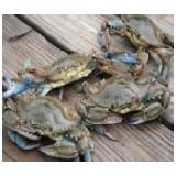 ../assets/img/Archive/2015/BlueCrabs.jpg